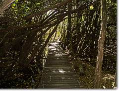 Bosque de Las Sombras