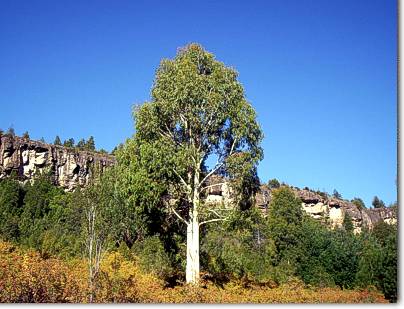 Camino al Rio Azul, El Bolson