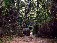 Sendero sombrio