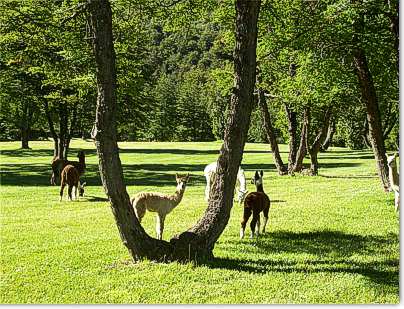 Guanacos en Lago Escondido El Bolson Patagonia Argentina