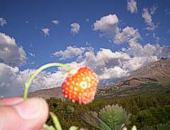 Frutillas de Cabaña Mico, El Bolson Patagonia Argentina