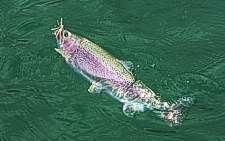 Fotos de pesca con mosca en El Bolson