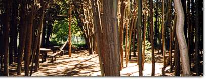 Bosque del Camping La Chacra