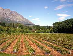 Plantacion de frutillas, Cabaña Mico, El Bolson Patagonia Argentina