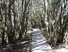 Bosque de las Sombras, El Bolson Patagonia Argentina