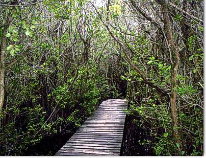 Puente de tablas en el Bosque de las Sombras, El Bolson Patagonia Argentina