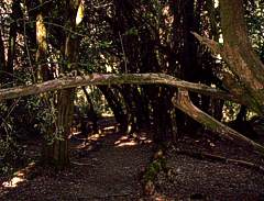 Bosque sombrio del Pitranto Grande