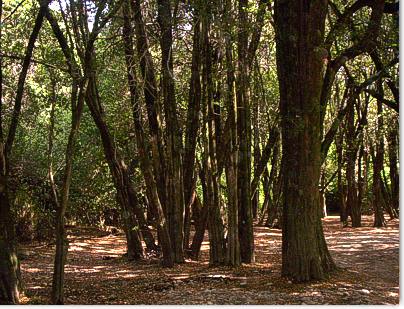 Bosque en la rivera del Rio Azul, desemboque Lago Puelo