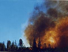 Incendio que antecediķ al Bosque Tallado de El Bolson