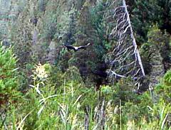 Condor en Pillan Lemu