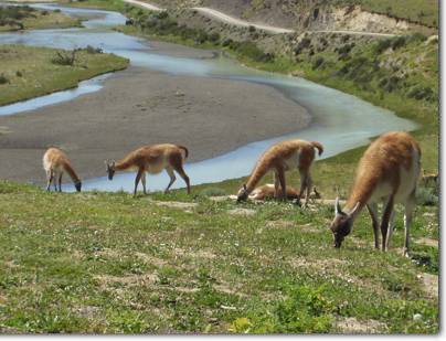 Guanacos Patagonia