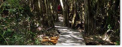 El Bosque de Las Sombras Lago Puelo