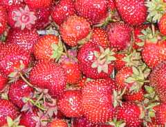 Frutillas listas para procesar en la fabrica de dulces