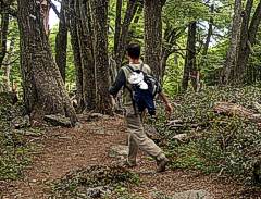 Bosque del ascenso