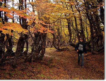 Bosque de lengas El Bolson