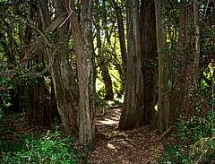 Luces y sombras en el Sendero del Pitranto Grande, Lago puelo
