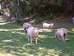 Ovejas en la pradera de La Pasarela