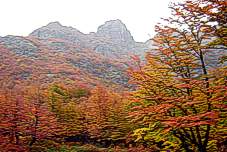 Bosque de lengas