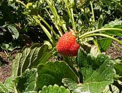 Frutilla