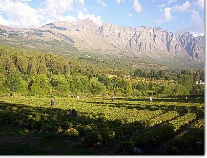 Plantacion Cabaña Mico El Bolson Patagonia Argentina