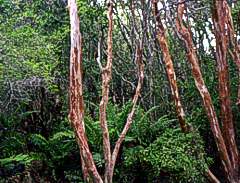 Bosque de las Sombras