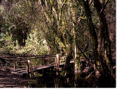 Puente en el Sendero del Pitranto Grande