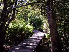 Bosque de Las Sombras