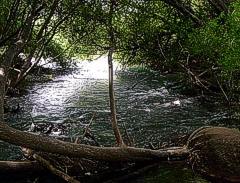 Caverna de arboles sobre un ramal del desemboque del Rio Azul