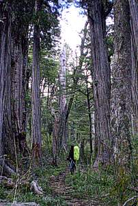 Alerces milenarios camino a Los Laguitos El Bolson